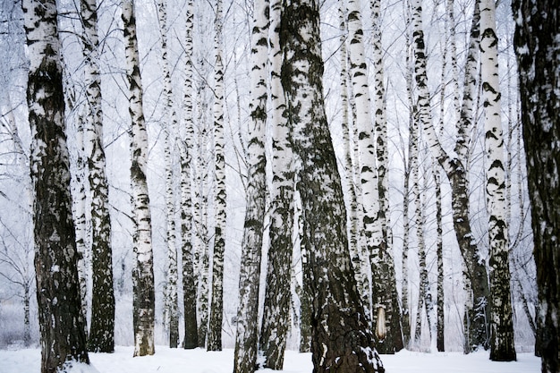 Berkbomen in het de winterpark