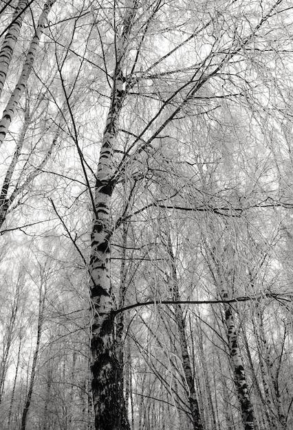 Berkbomen zwart-wit in het de winterpark