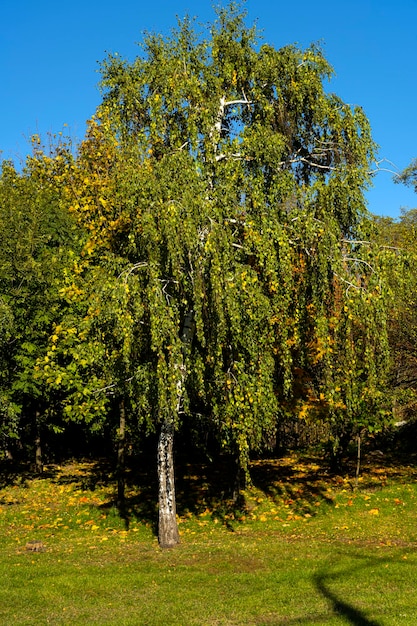 Berkboom in de herfstseizoen. Boom met vergeelde bladeren