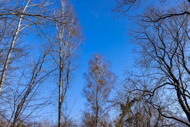 berkboom zonder bladeren in het voorjaarsseizoen