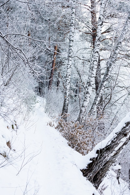 Berkboomgaard op winteravondtijd. Winter berglandschap met bomen en sneeuw