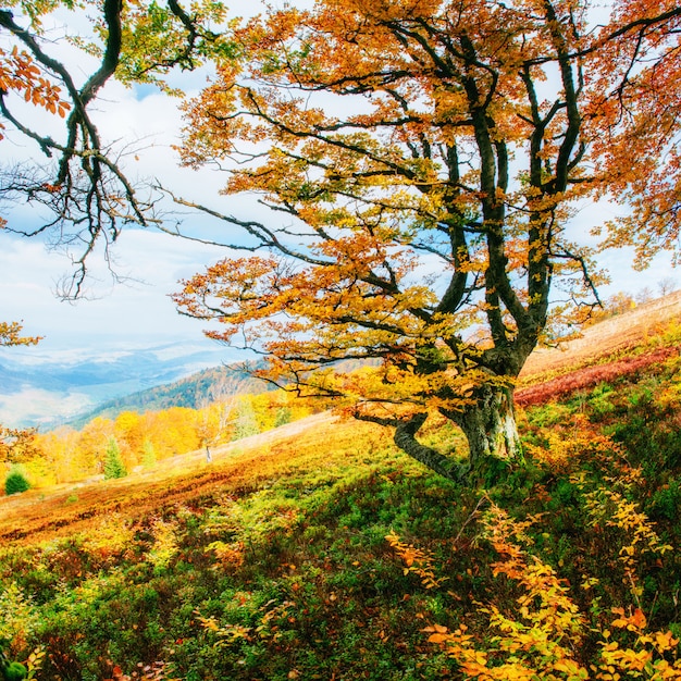 Berkbos in zonnige middag terwijl de herfstseizoen