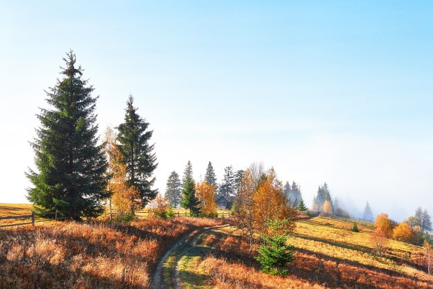 Berkbos in zonnige middag terwijl de herfstseizoen.