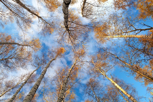 Berken bomen lage hoek