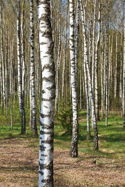 berken bos