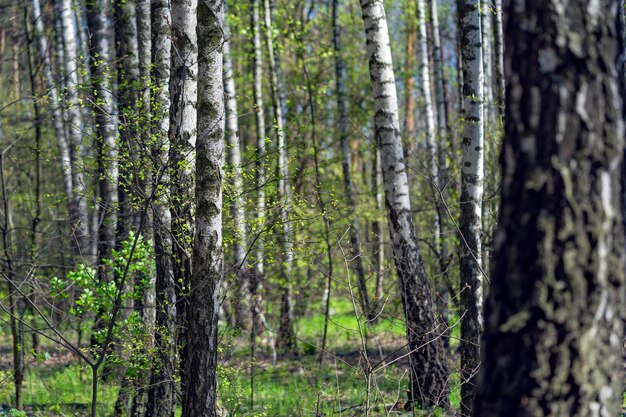 berken bos