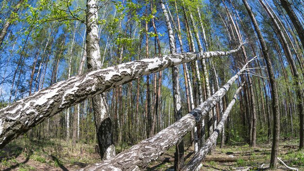 berken bos