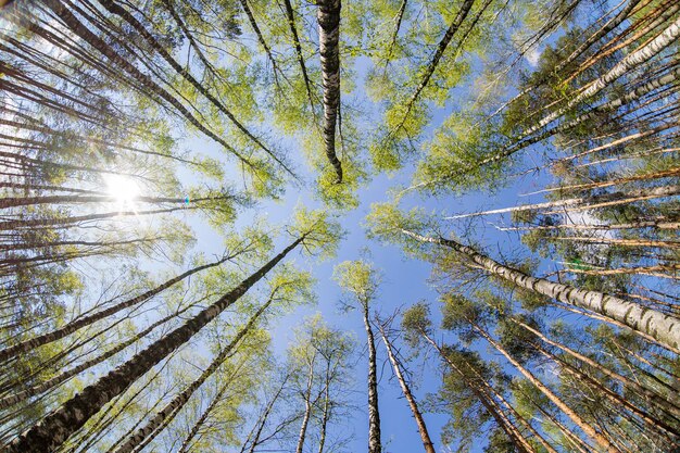 Foto berken bos