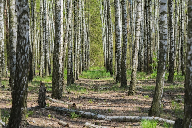 berken bos