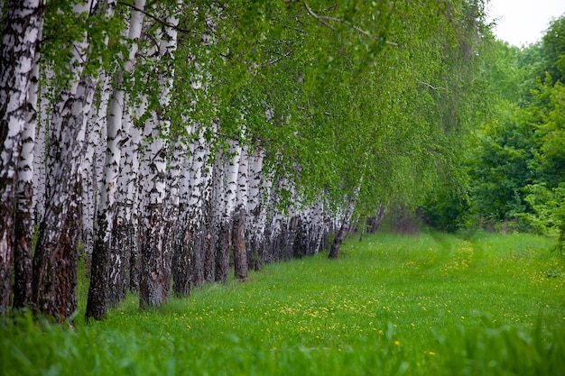 Berken groen hout