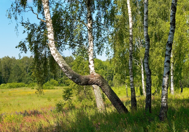 Berken in zomerbos met hoge grassen hieronder.