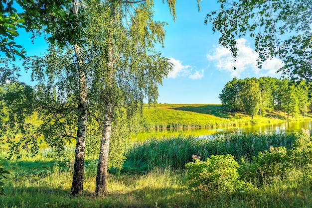 Berken op kalme rivier op zonnige zomerdag