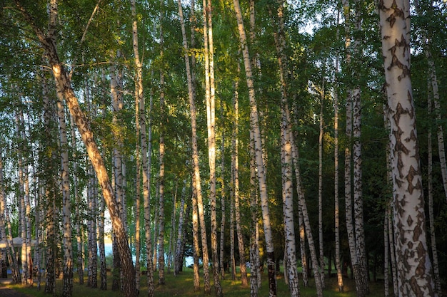Berken steegjes Mooie bomen in de zomer Textuur van witte schors en groene bladeren natuurlijke achtergrond