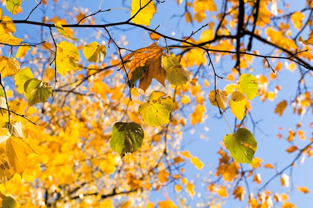 berkenbladeren in de herfst