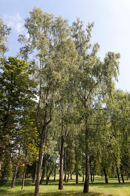 Berkenbomen groeien in de buurt in de zomer