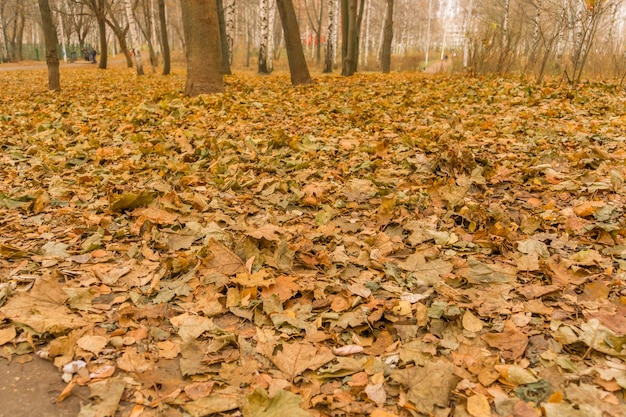 Berkenbomen in Autumn Park