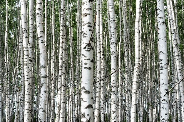 Berkenbomen in boslandschap