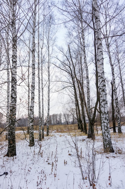 Berkenbomen in een besneeuwd park
