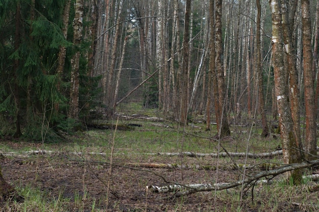 Berkenbomen in een boskap op een bewolkte lenteochtend Moskou regio