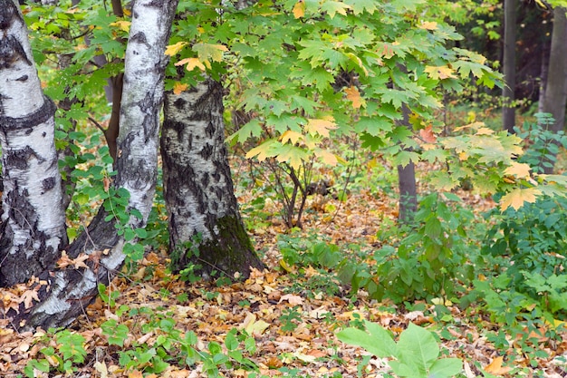 Berkenbomen in herfst stadspark