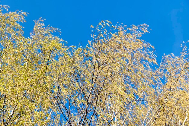 Berkenbomen in het voorjaar met veel oorbellen tijdens de bloei