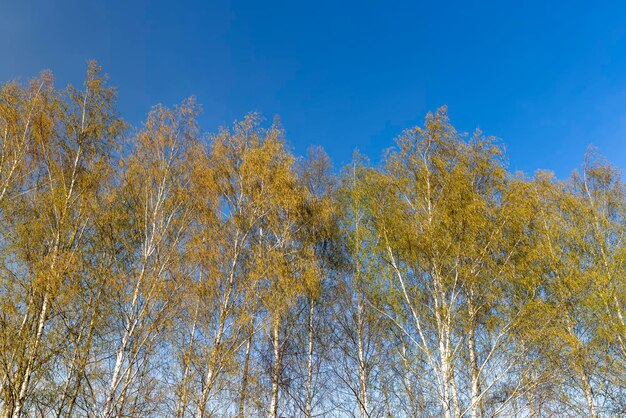 Berkenbomen in het voorjaar met veel oorbellen tijdens de bloei