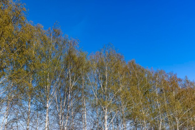 Berkenbomen in het voorjaar met veel oorbellen tijdens de bloei