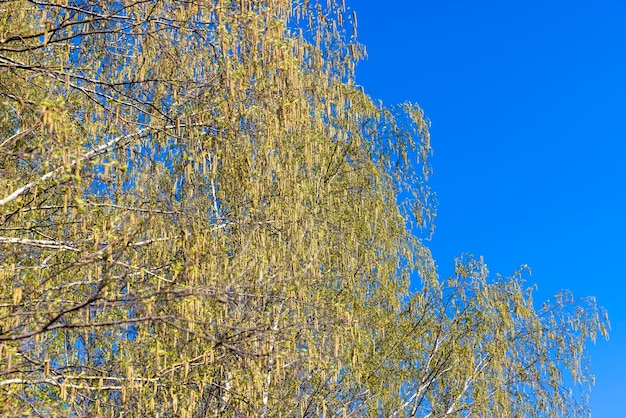 Berkenbomen in het voorjaar met veel oorbellen tijdens de bloei