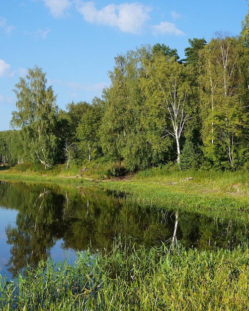 Berkenbomen met groene bladeren aan de oever van een vijver, een zomerlandschap op een zonnige dag