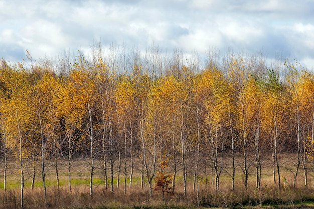 Berkenbomen met oranje blad in het herfstseizoen