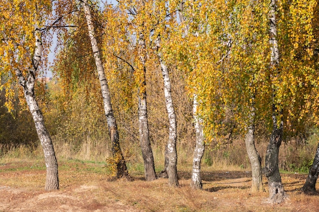 Berkenbomen met prachtige glanzende gele bladeren door de zon in de gouden herfst