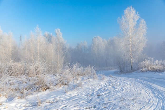 Berkenbomen zijn bedekt met rijp en sneeuw tegen een blauwe hemel. IJzig winterlandschap in Siberië, Rusland