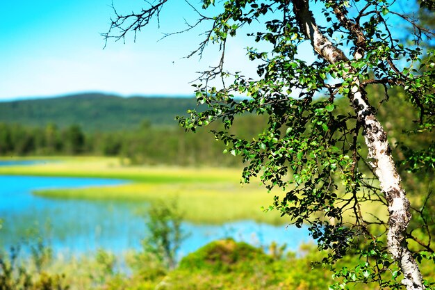 Berkenboom bokeh meer landschap achtergrond hd