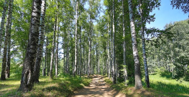 berkenbos in de zomer