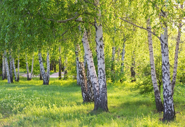 Berkenbos in zonlicht