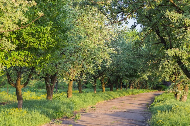 Berkenbos in zonlicht