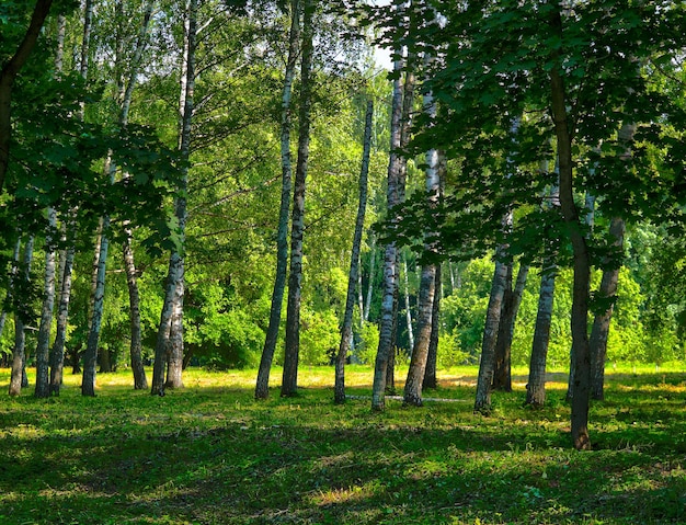 Berkenbos landschap achtergrond hd