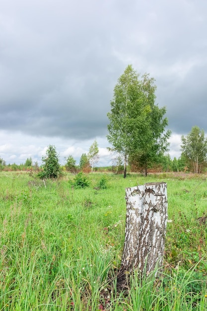 Berkenbosje in de herfst van rusland