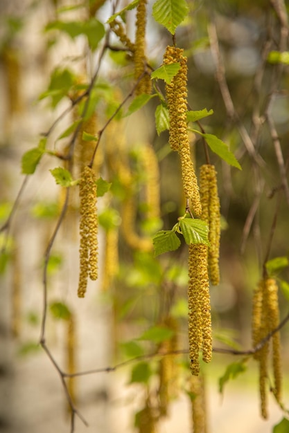 Foto berkenkatjes berkenbloesems in het park