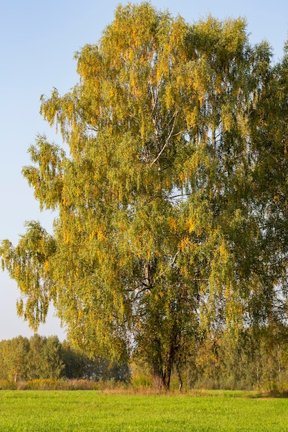 Berkenkroon met gele bladeren tegen de blauwe hemel herfstboom