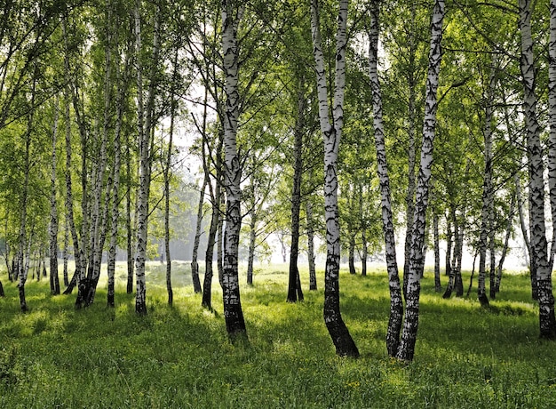 Berkenlandschap in zonnige ochtend18