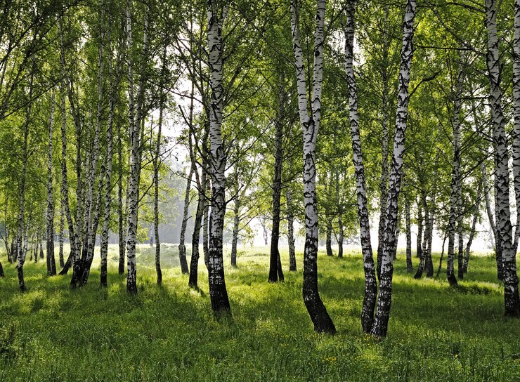 Berkenlandschap in zonnige ochtend18