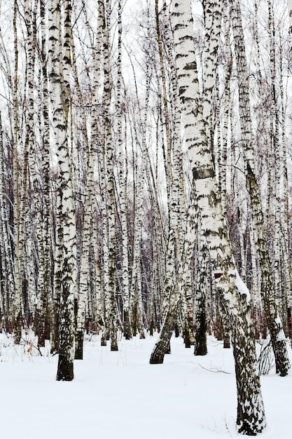 Berkenstammen in besneeuwd bos