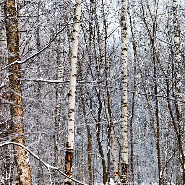 Berkenstammen in het winterbos