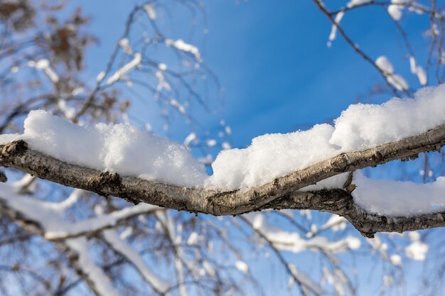 Berkentak bedekt met sneeuw. Winterlandschap op een zonnige dag