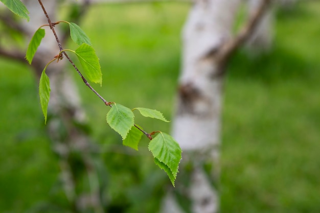 Berkentak Betula pendula, zilverberk, wrattige berk, Europese witte berk met jonge groene bladeren, lente