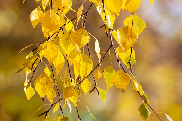 Berkentak met gele herfstbladeren op een onscherpe achtergrond, herfstachtergrond