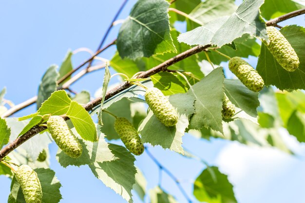 Berkentak met toppen tegen blauwe hemelachtergrond