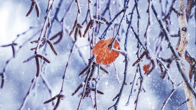 Berkentakken bedekt met vorst tijdens sneeuwval een eenzaam droog blad op een berkentak in een winterblizzard