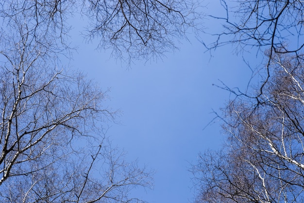 Berkentakken in blauwe hemeloppervlakte